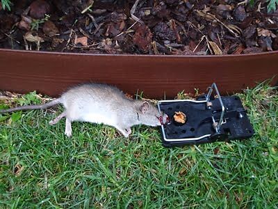 rodent trapping